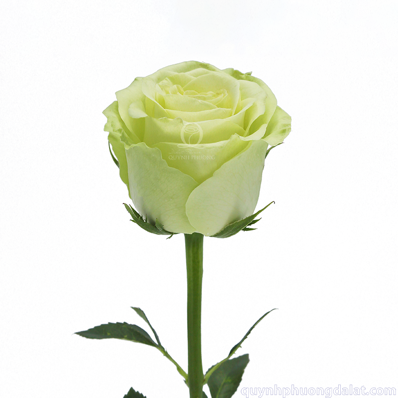 Flower Image