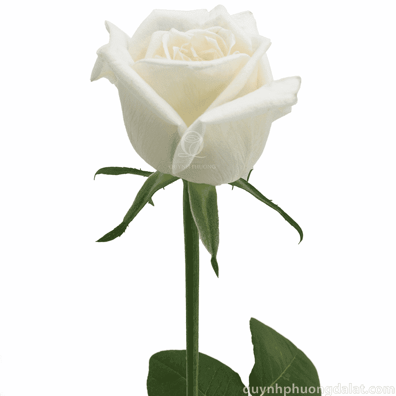 Flower Image