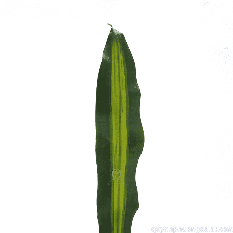 Flower Image