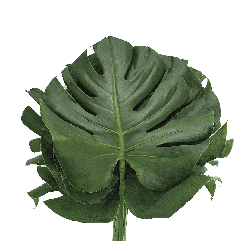 Flower Image