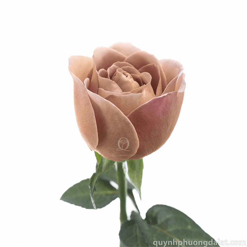 Flower Image