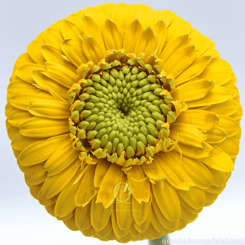 Flower Image