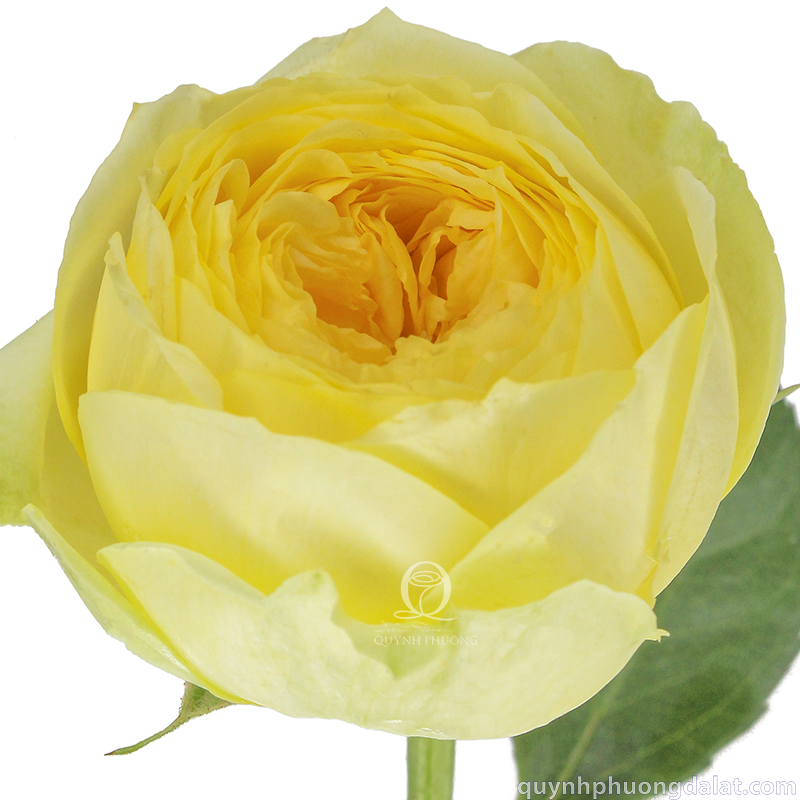 Flower Image
