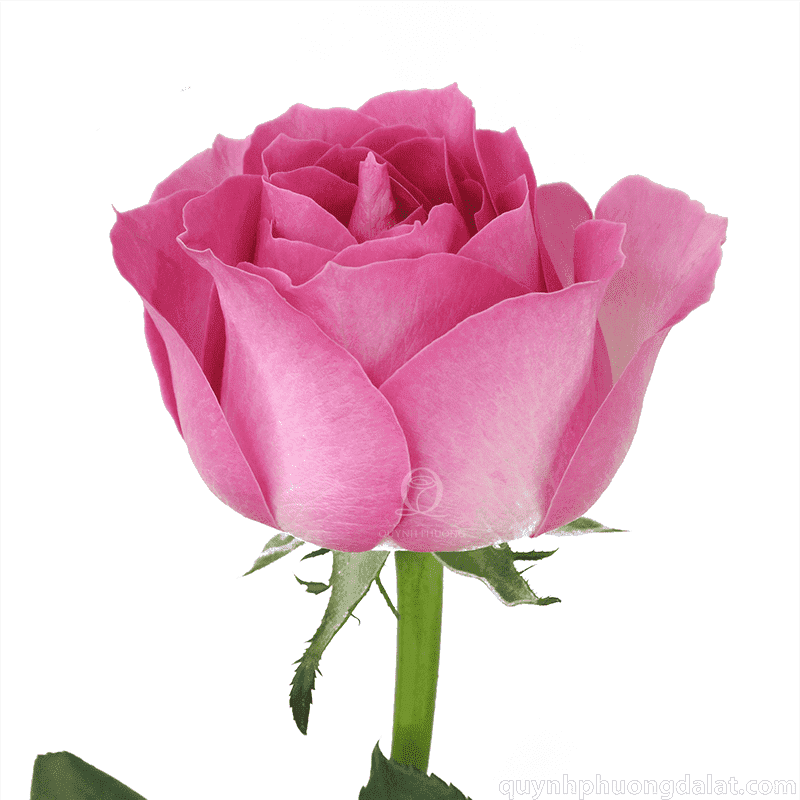 Flower Image