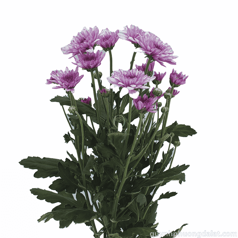 Flower Image