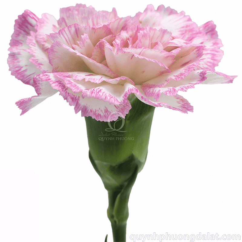 Flower Image