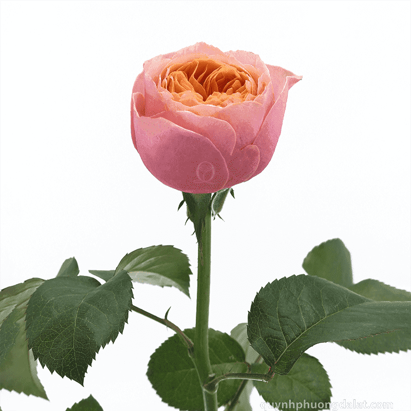 Flower Image