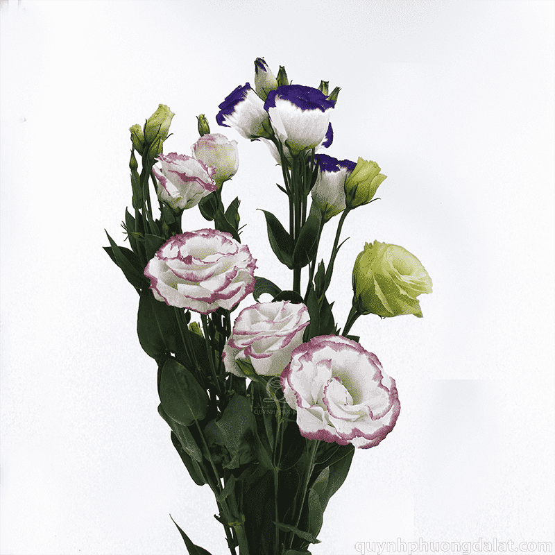 Flower Image