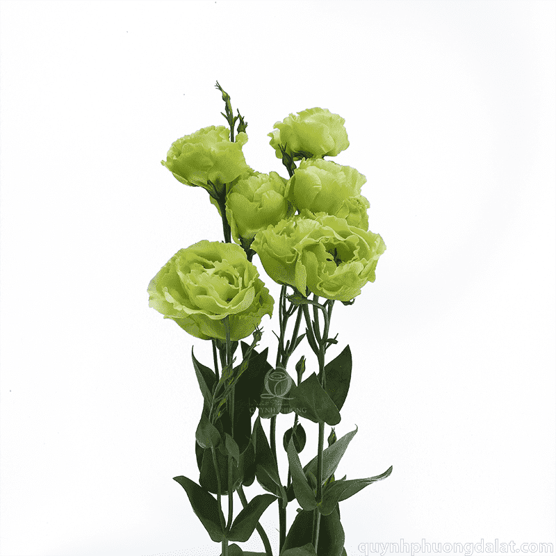 Flower Image