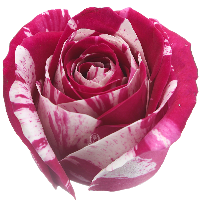 Flower Image