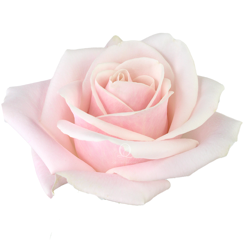Flower Image