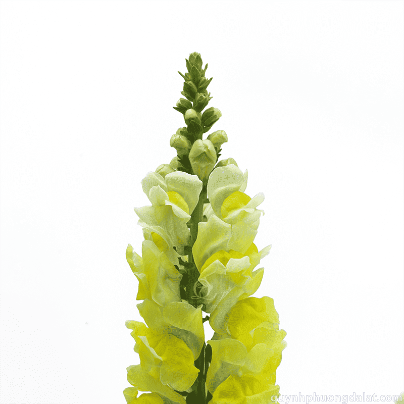 Flower Image