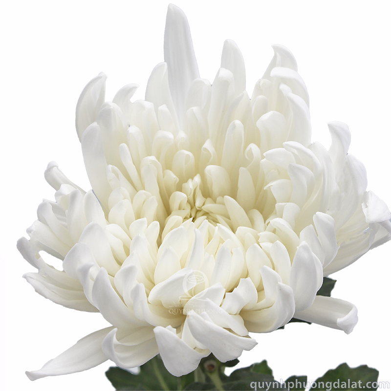 Flower Image