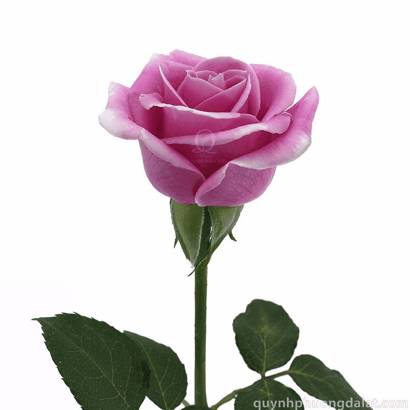 Flower Image