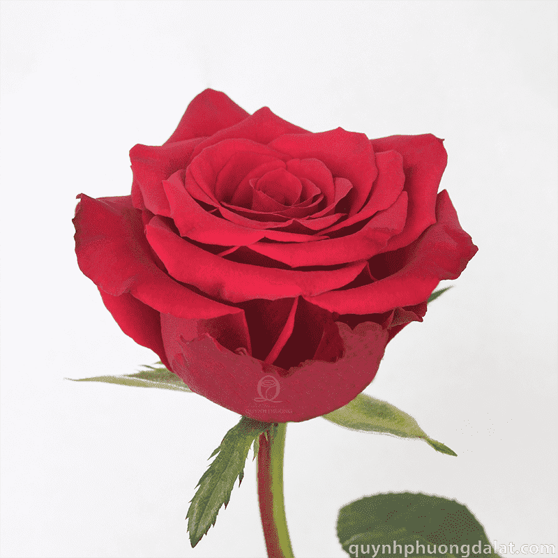 Flower Image