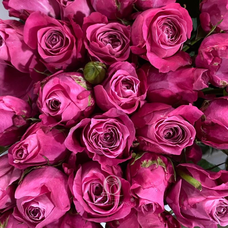 Flower Image