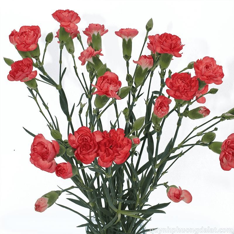 Flower Image