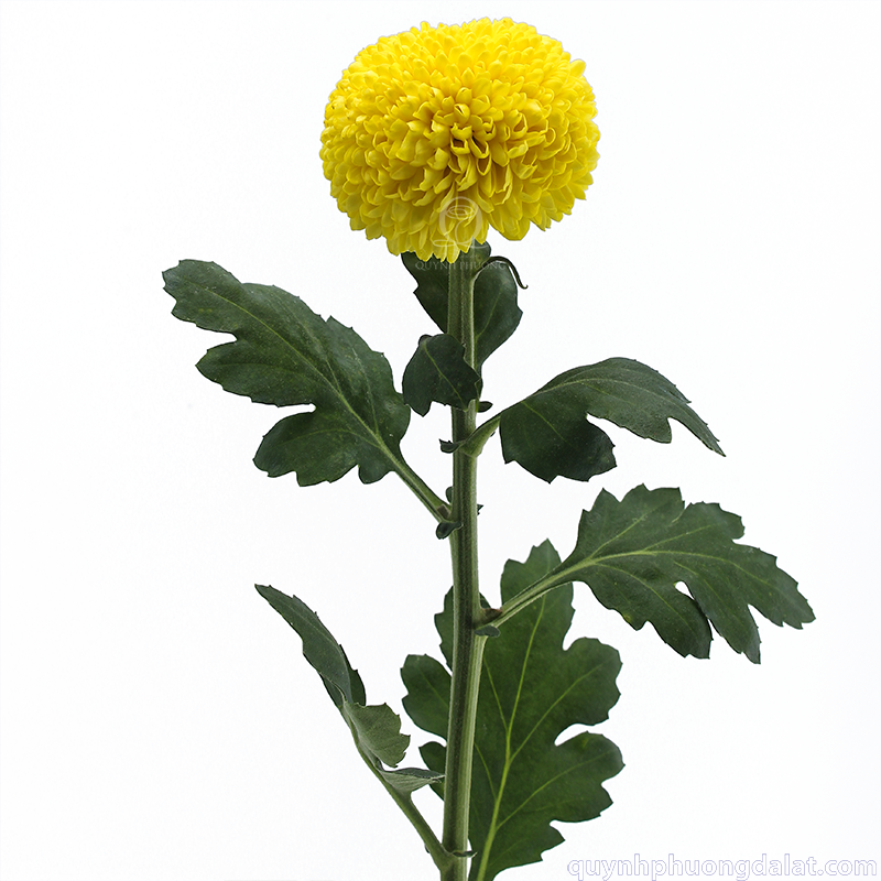 Flower Image