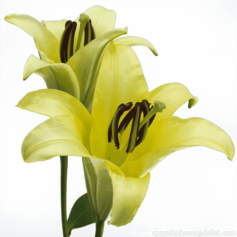Flower Image