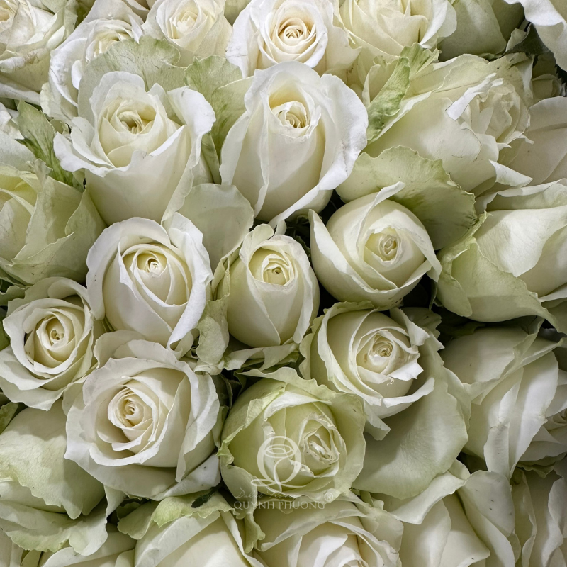 Flower Image