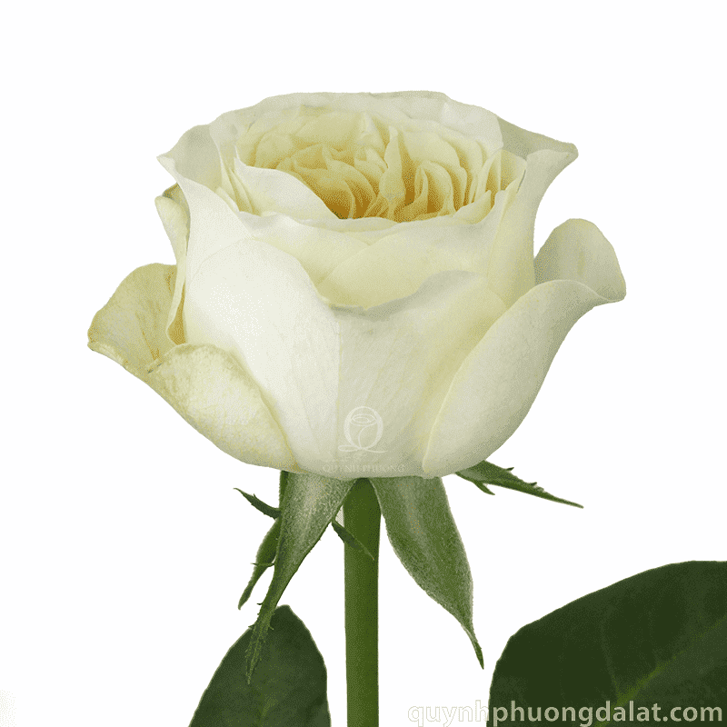 Flower Image