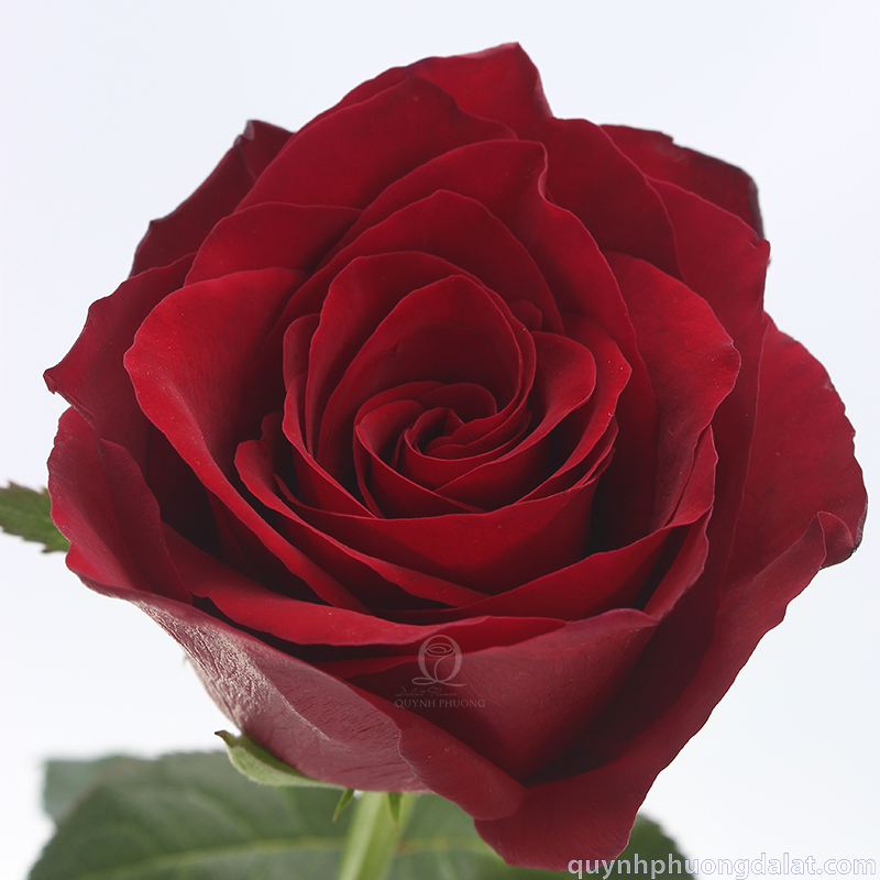 Flower Image