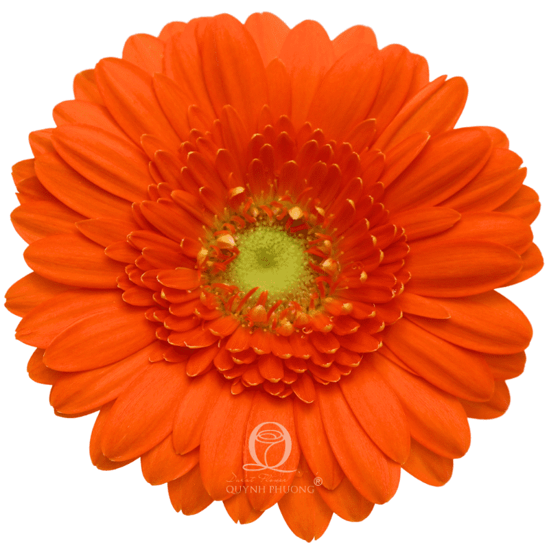 Flower Image