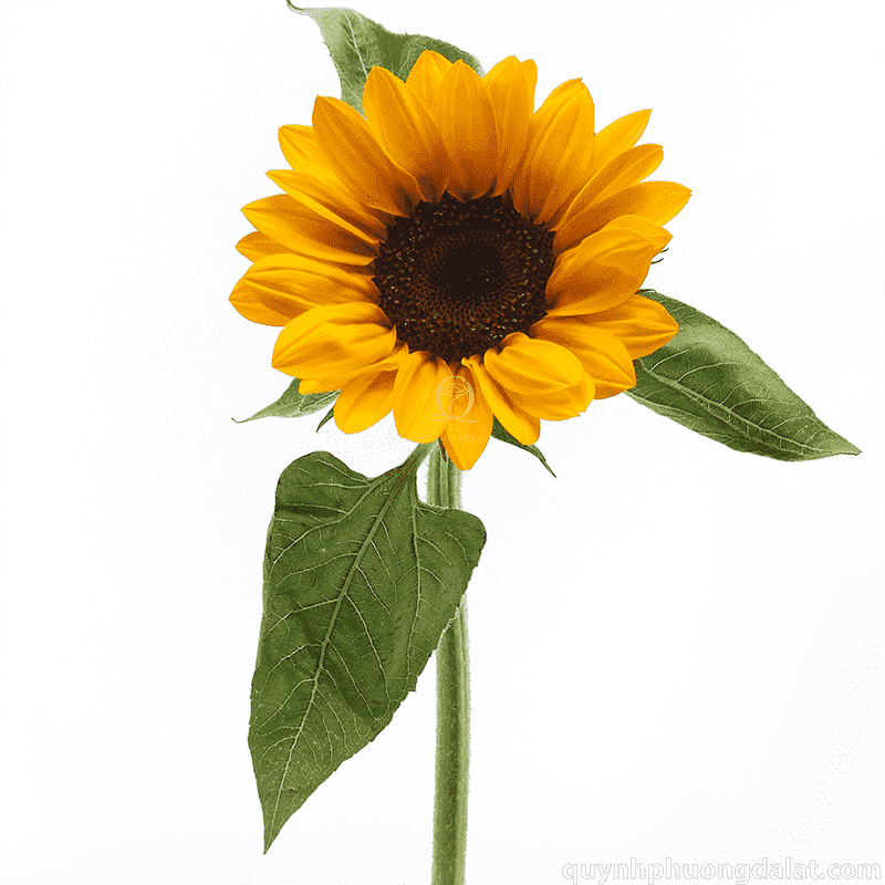 Flower Image
