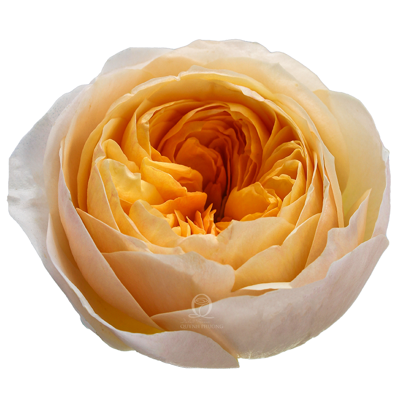 Flower Image
