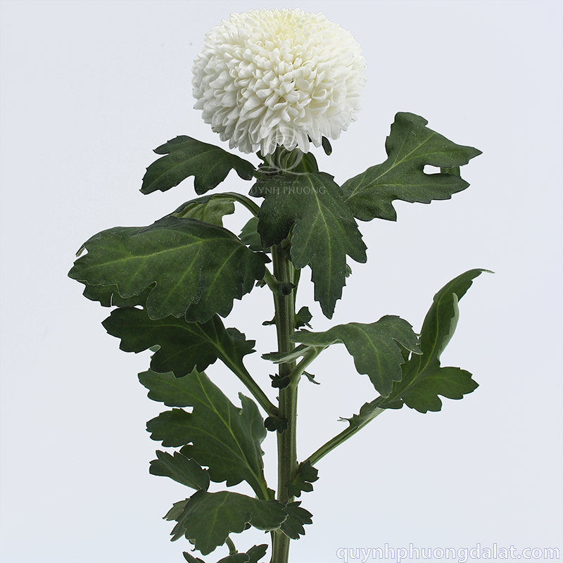 Flower Image