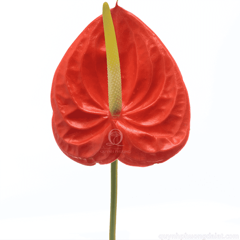 Flower Image