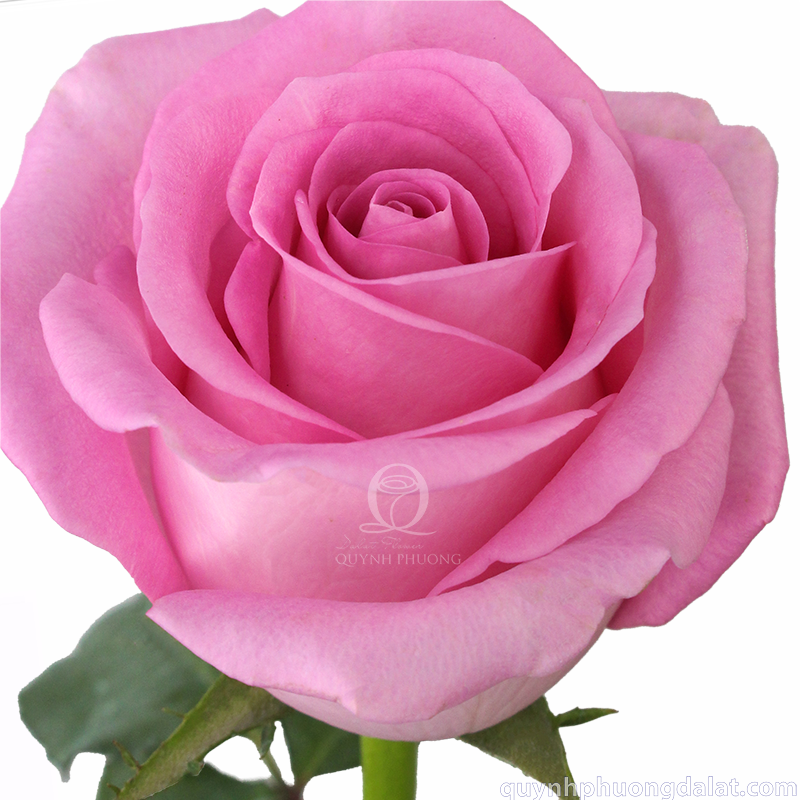 Flower Image