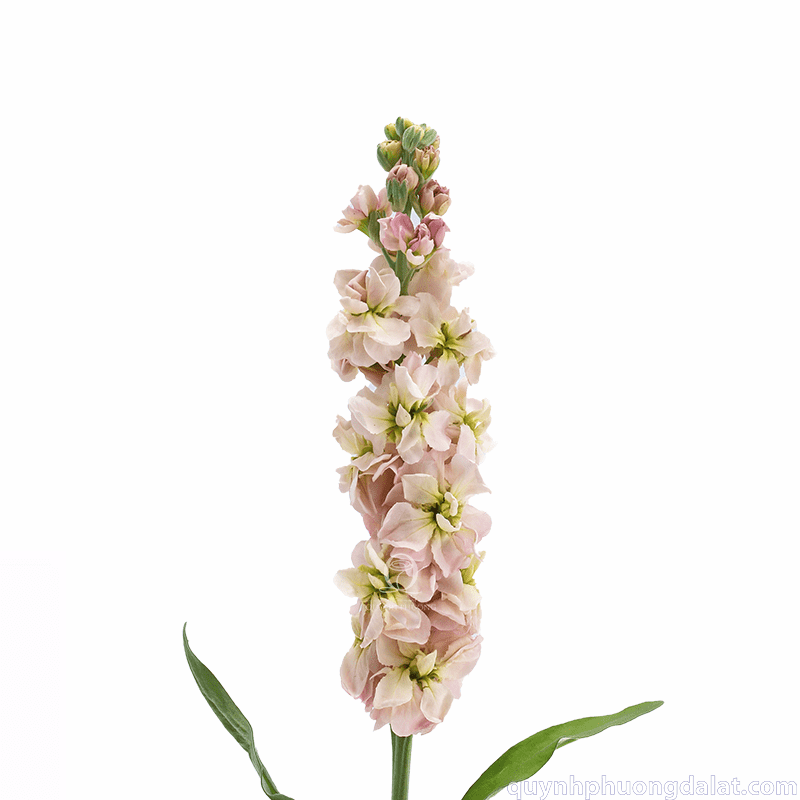 Flower Image