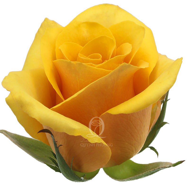 Flower Image