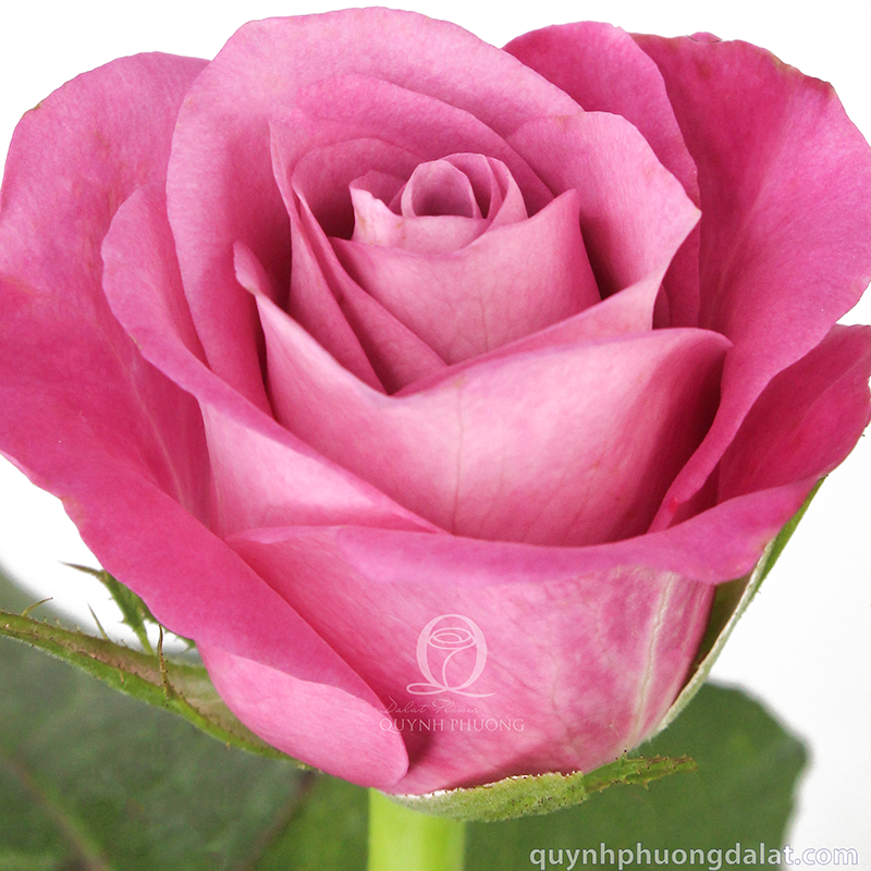 Flower Image