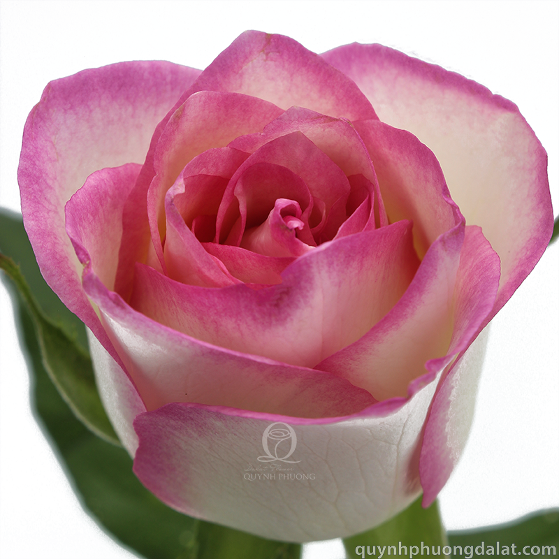 Flower Image