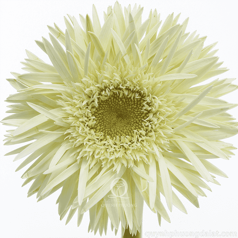Flower Image