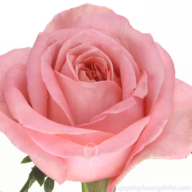 Flower Image