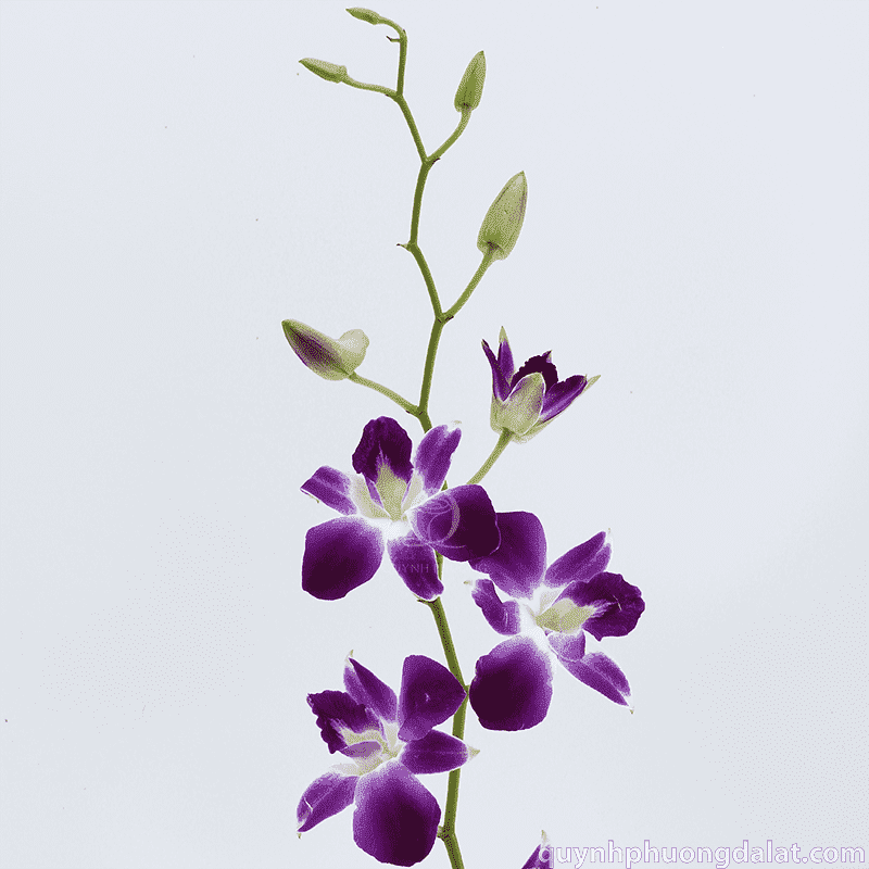 Flower Image