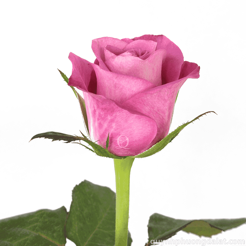 Flower Image