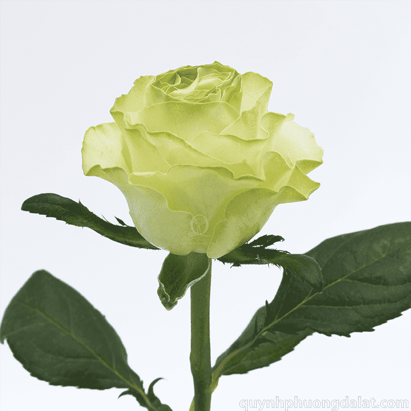 Flower Image