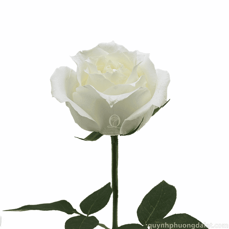 Flower Image