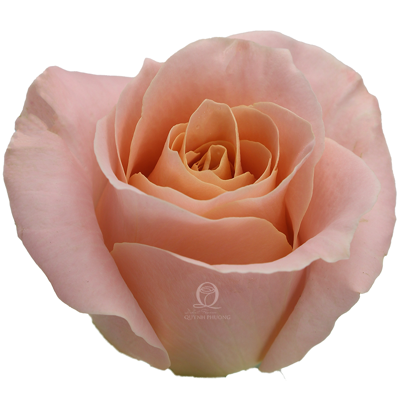 Flower Image