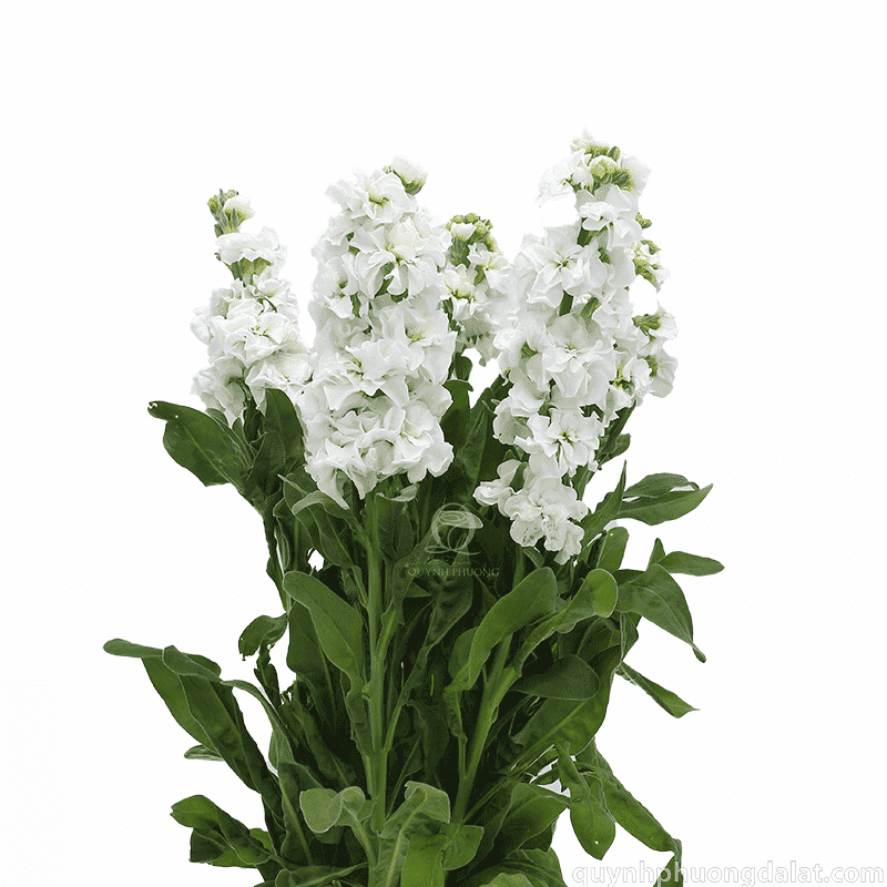 Flower Image