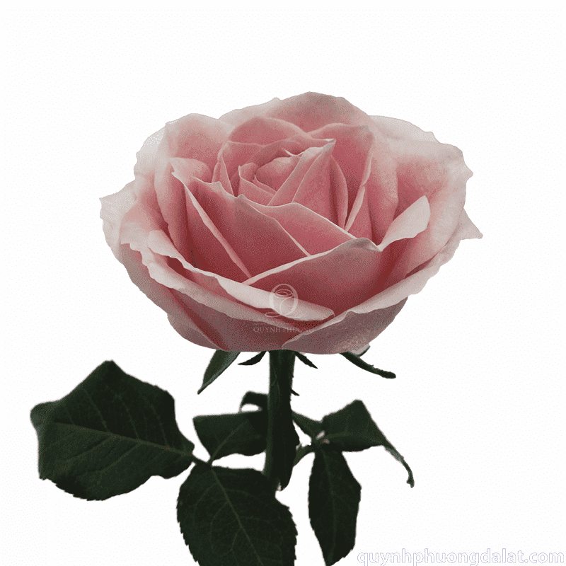 Flower Image