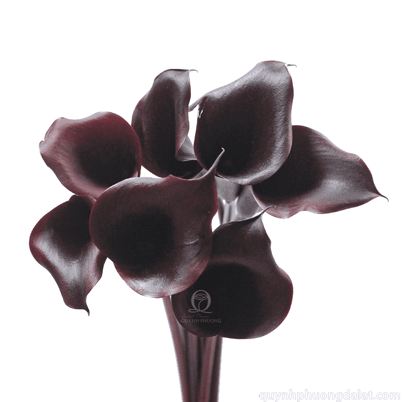 Flower Image