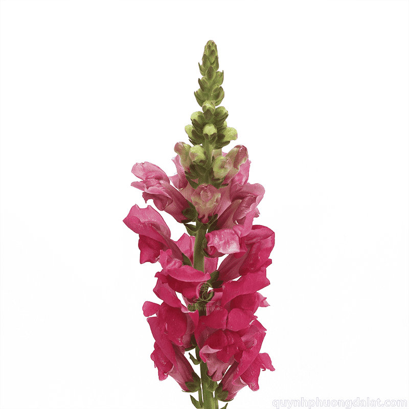 Flower Image