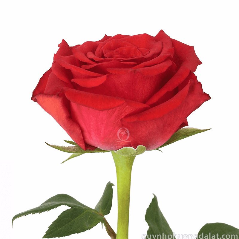 Flower Image