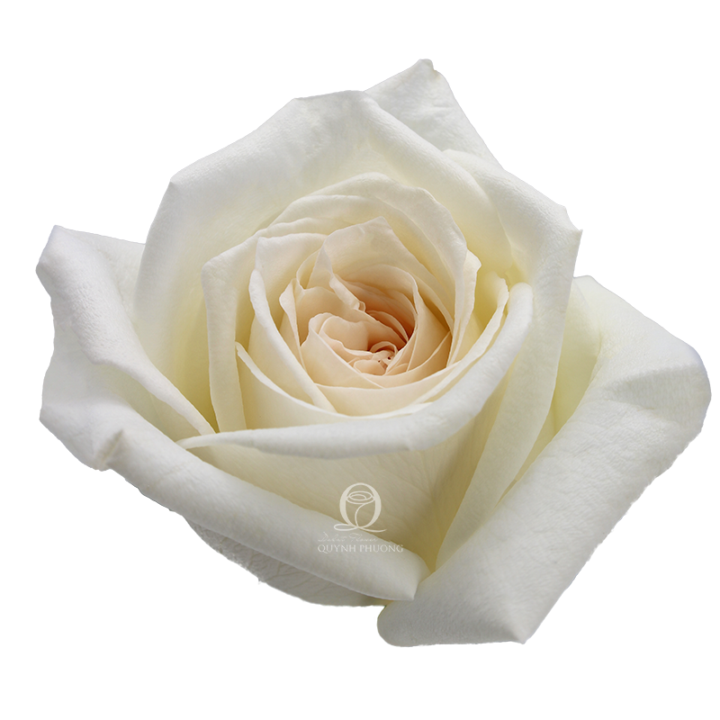 Flower Image