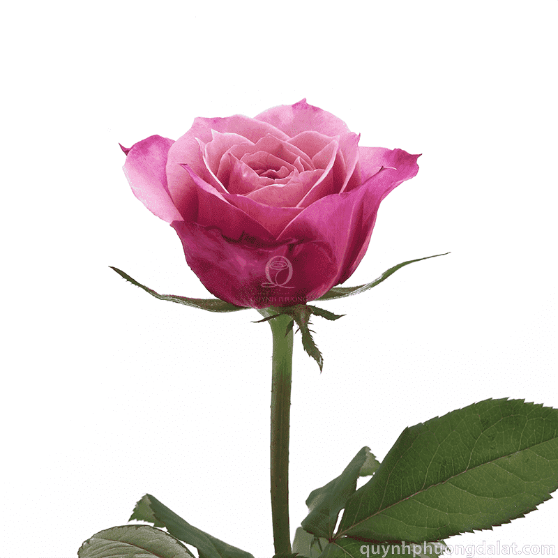 Flower Image
